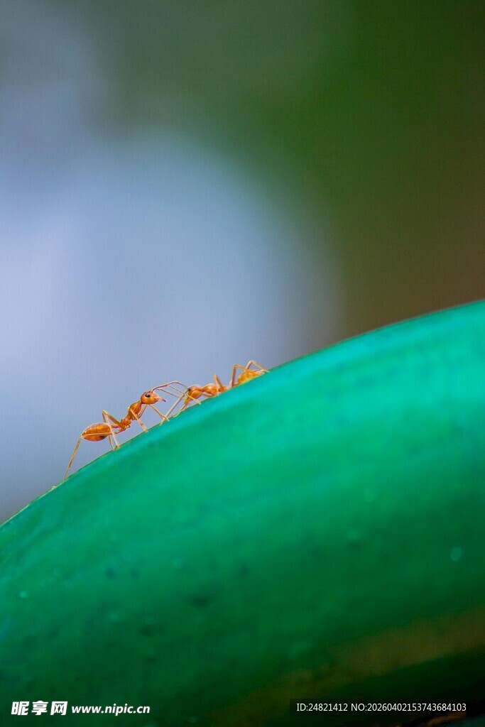 绿叶上的几只橙色蚂蚁