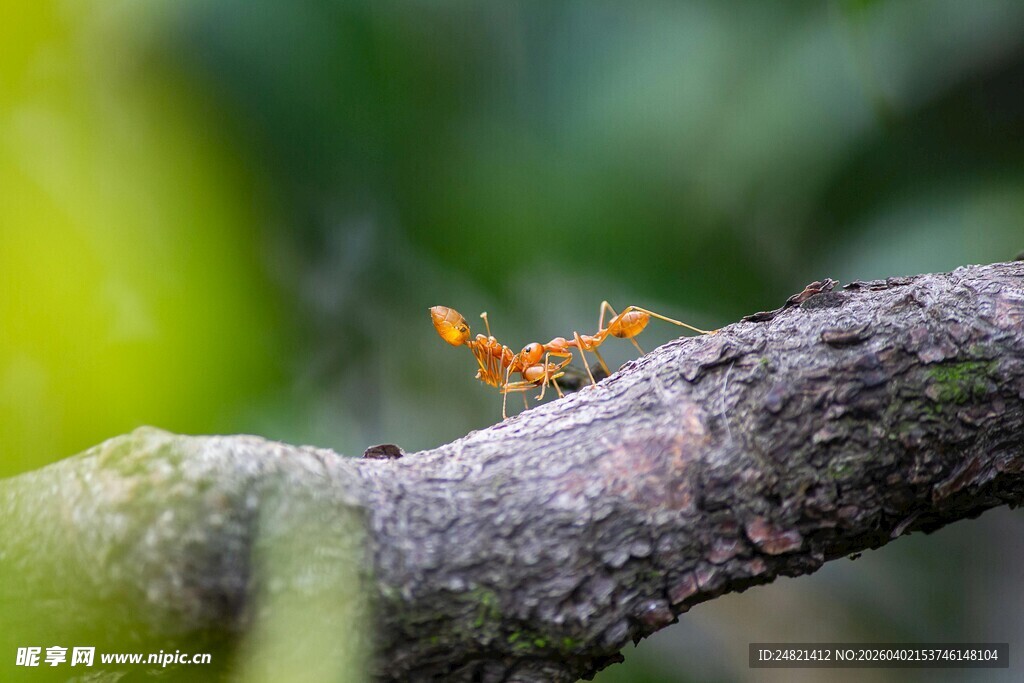 树枝上的橙色蚂蚁