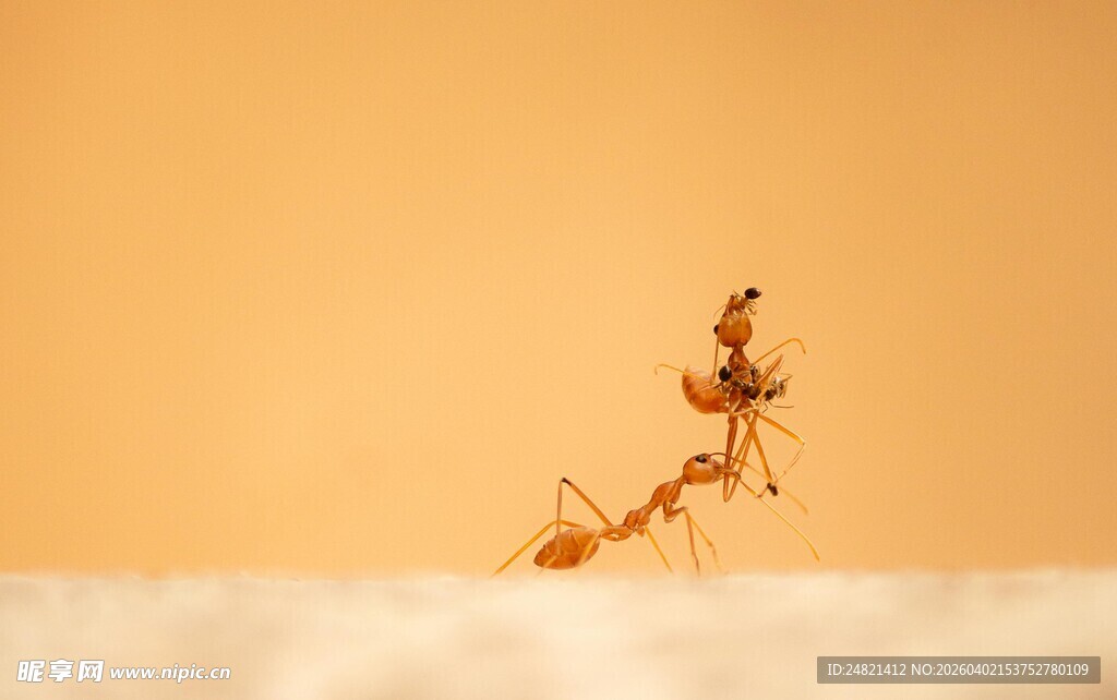 沙漠中行进的蚂蚁队伍