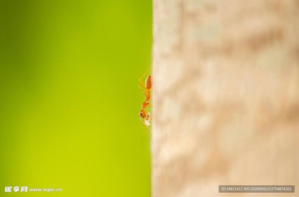 墙角小昆虫特写