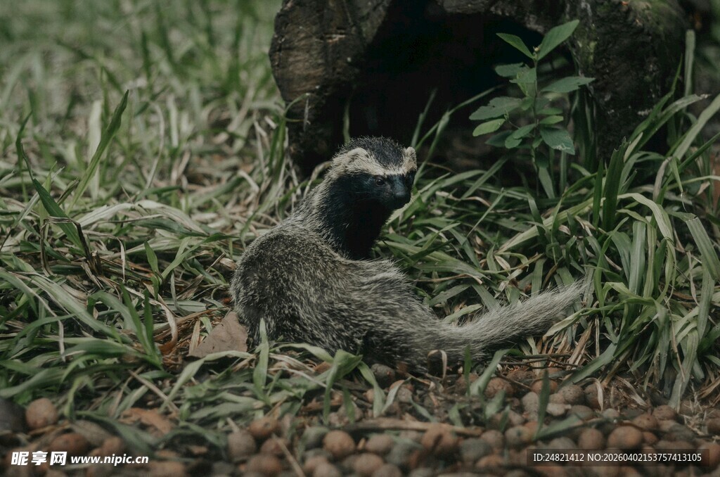 草丛中的奇异鸟类