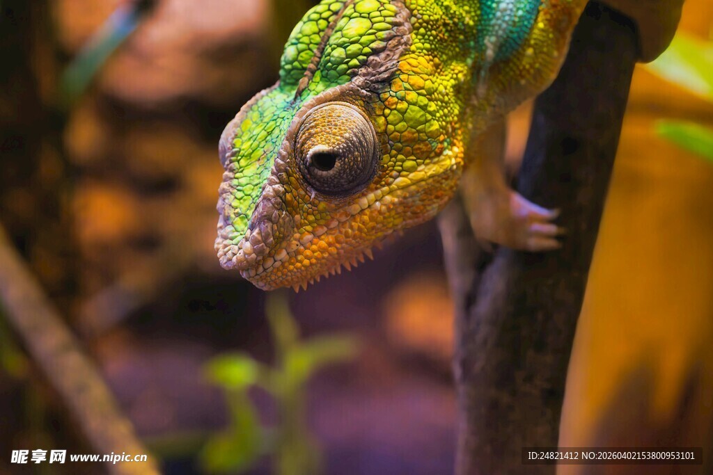 栖息枝头的彩色变色龙