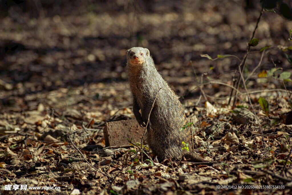 站立的松鼠于落叶间