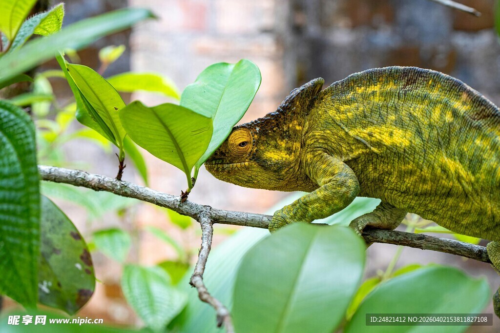 树枝上的变色龙