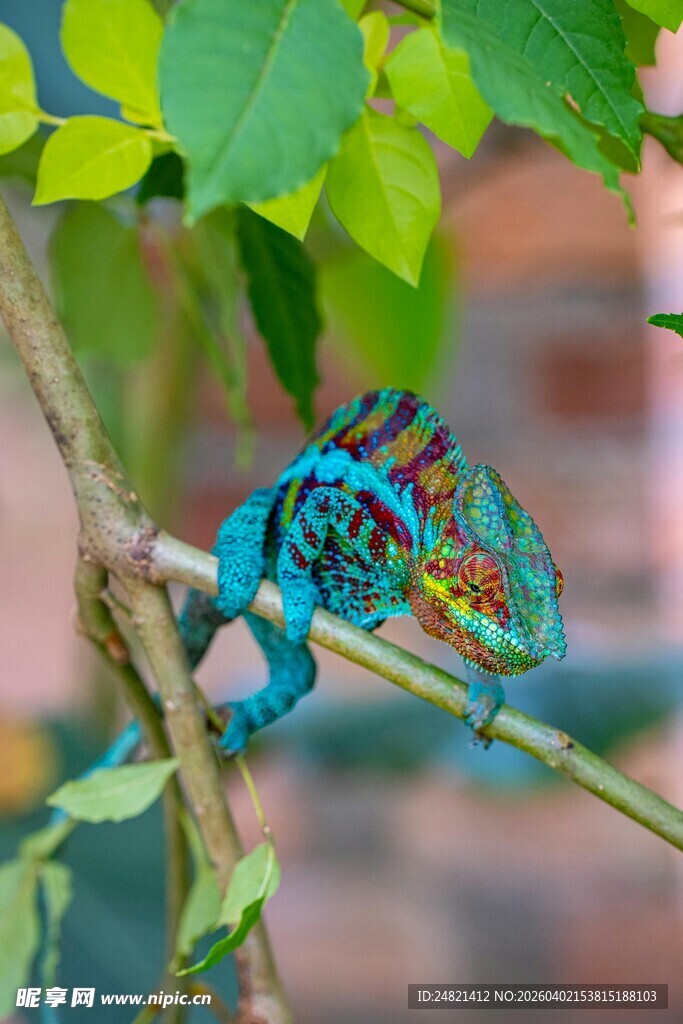 多彩变色龙栖息于枝头