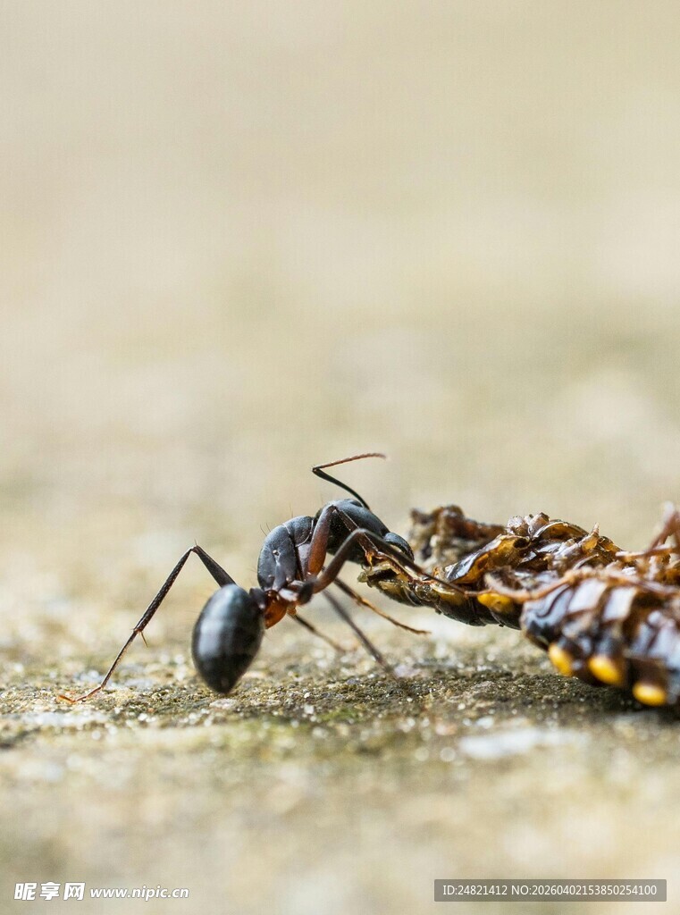 蚂蚁协作搬运食物场景