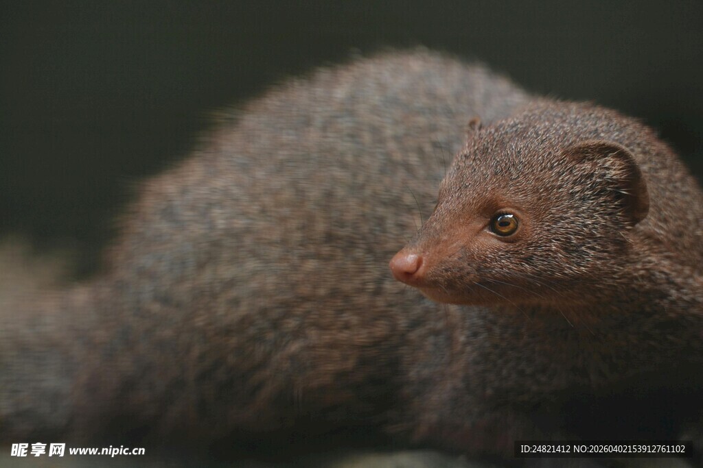 灰毛獴特写