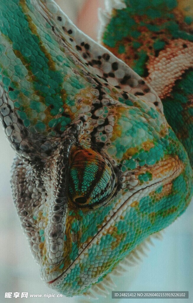 多彩变色龙特写