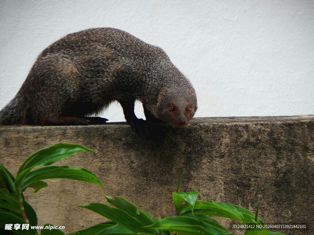 墙边獴类动物低头姿态