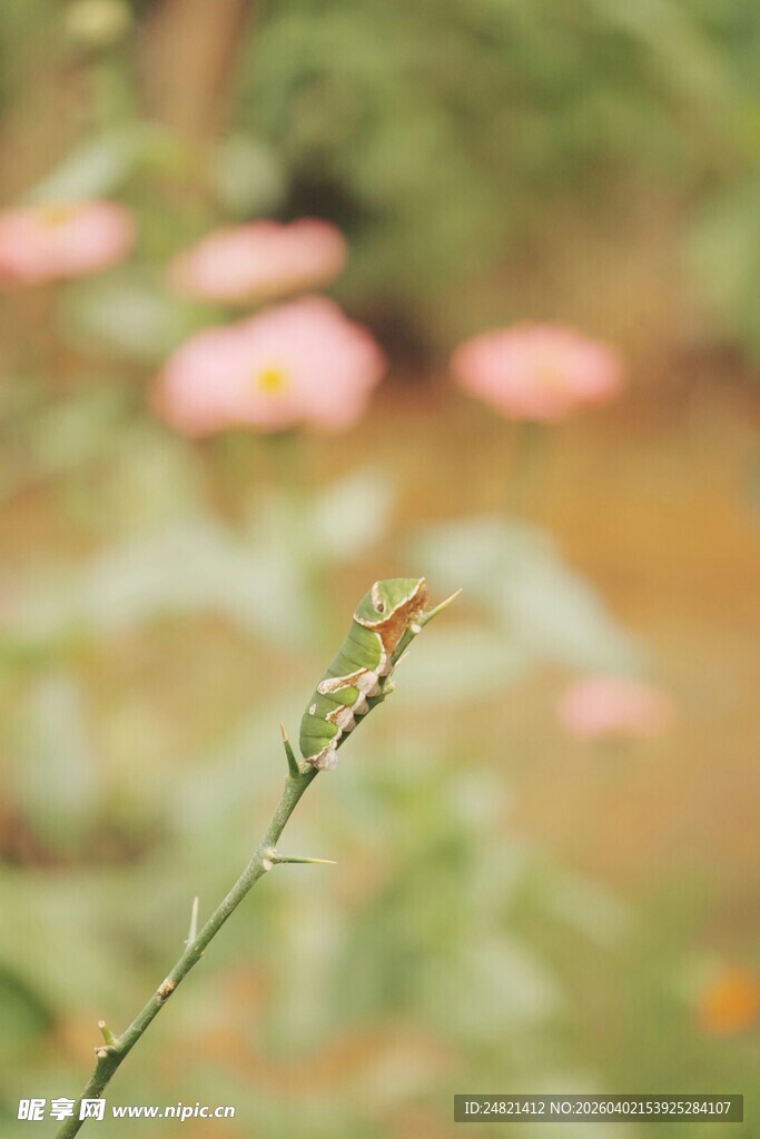 枝头小昆虫特写
