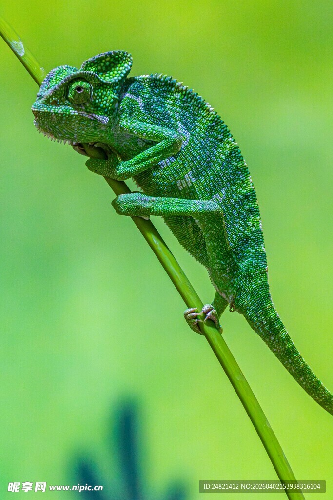 绿色变色龙栖息于草茎上