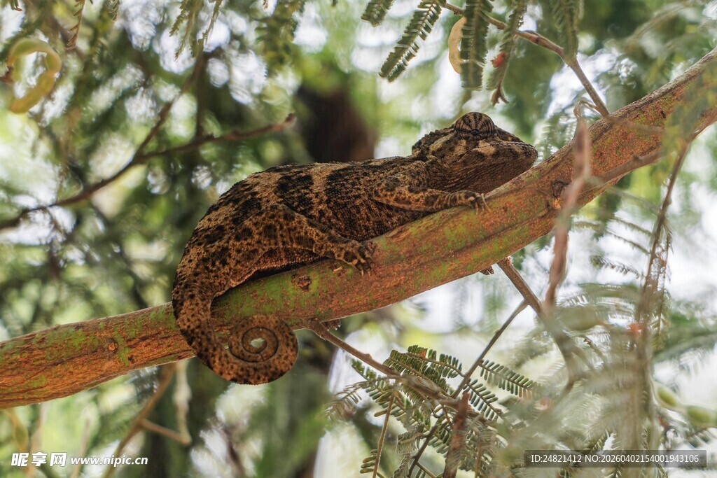 树枝上的伪装猫头鹰