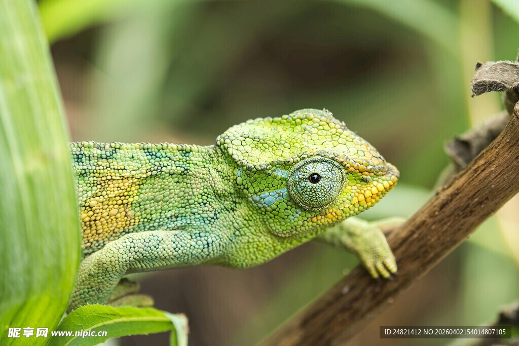 树枝上的变色龙