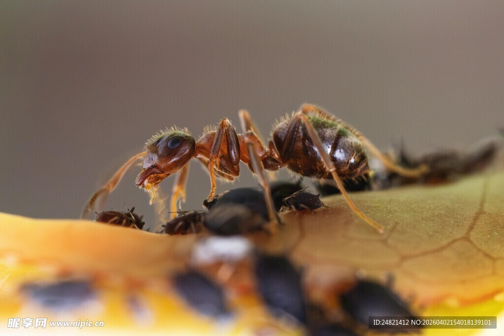 蚂蚁觅食于黄叶上