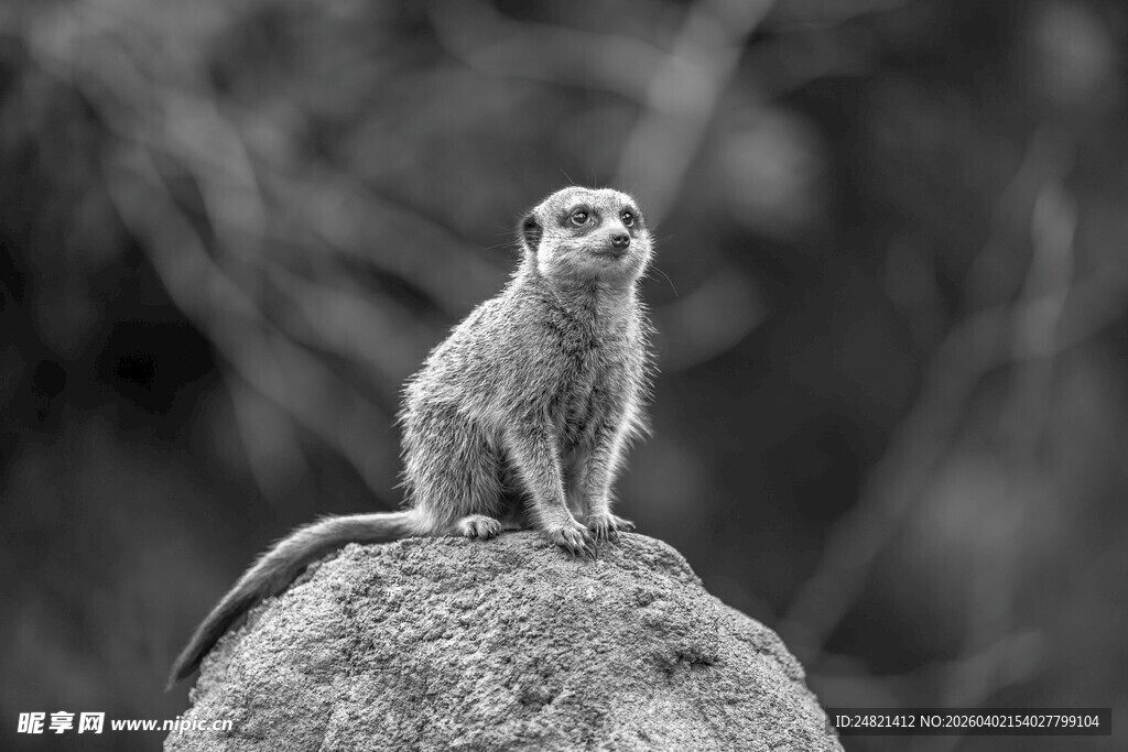 岩石上的警觉狐獴