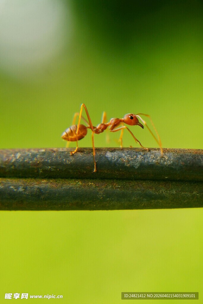 红蚂蚁在杆上的微观瞬间
