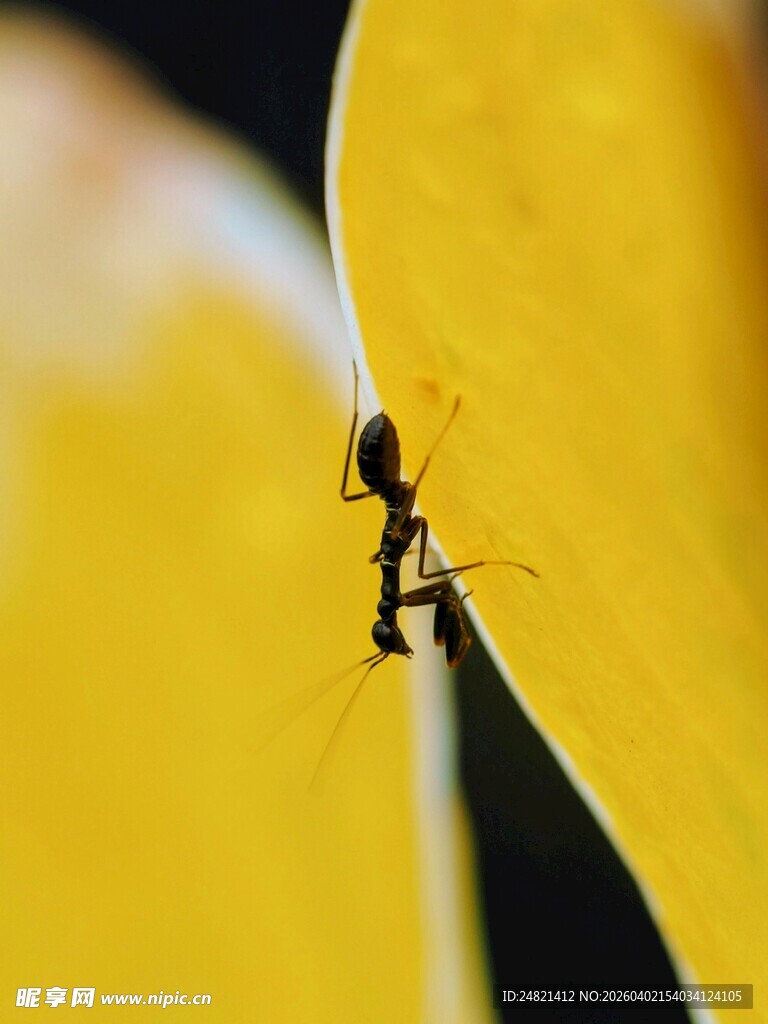 黄叶片上的蚂蚁特写