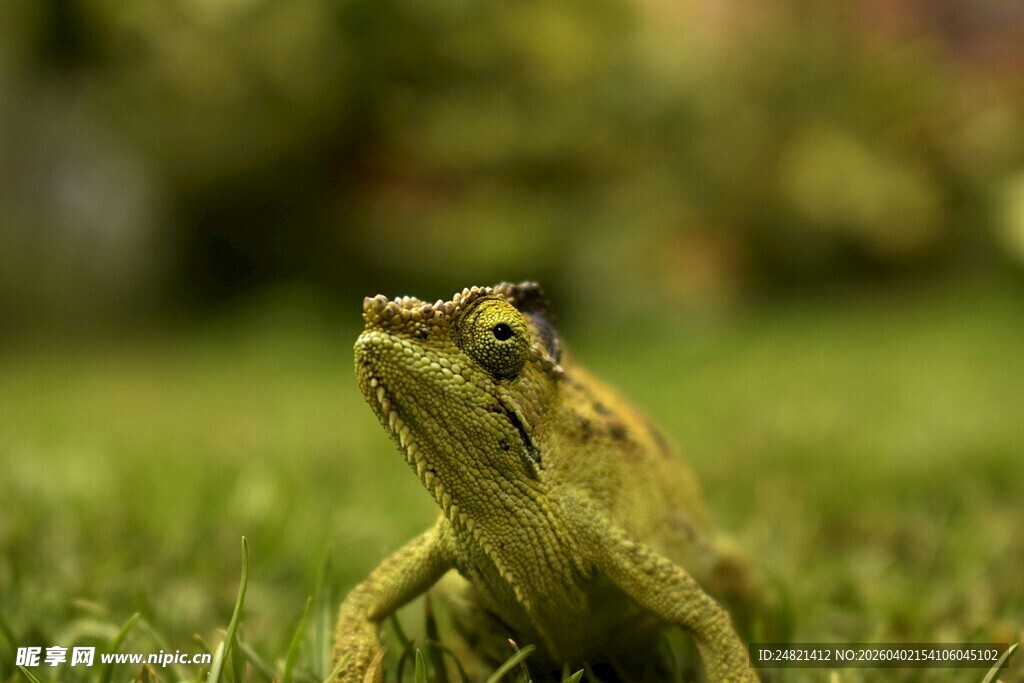 草地上的绿色青蛙
