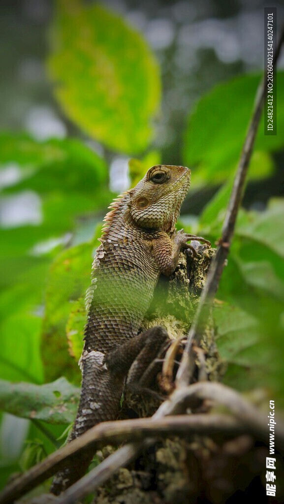 树枝上的变色龙