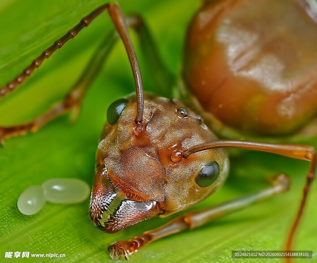 微距下的蚂蚁与晶莹水珠