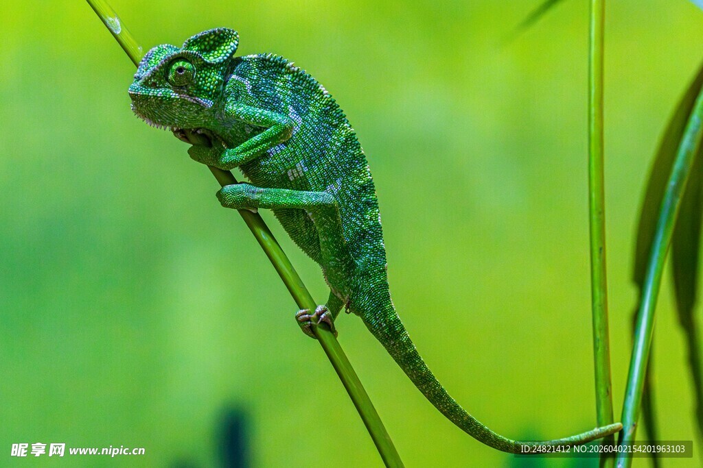 栖息于枝的绿色变色龙