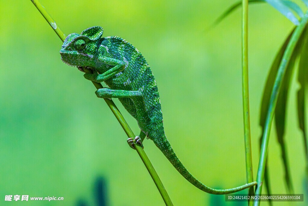 绿叶上的变色龙