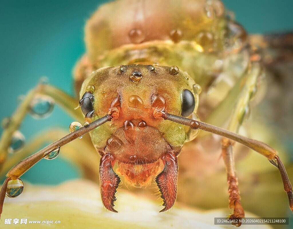 微距下的昆虫头部特写