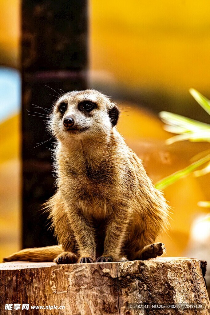 狐獴坐于树桩眺望远方