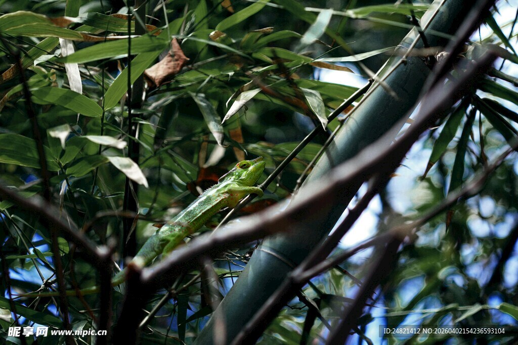 竹叶间的光影与翠绿生机