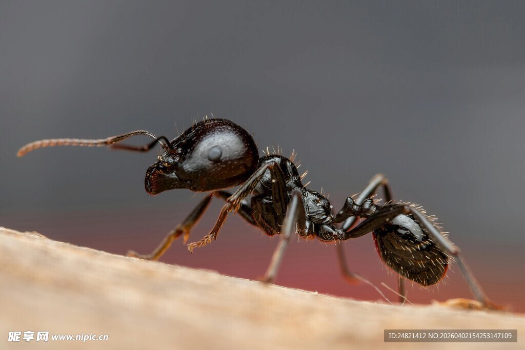 微距下的黑色蚂蚁