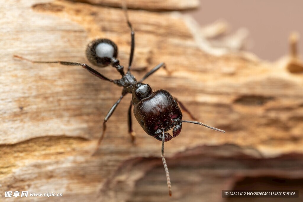 木头上的黑色蚂蚁