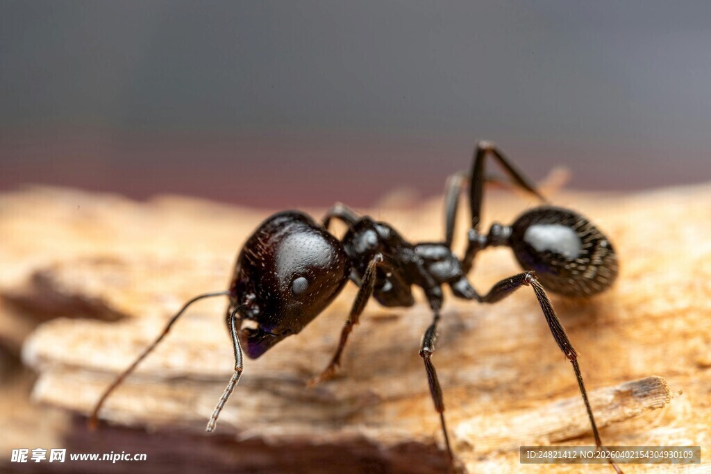 黑蚂蚁特写