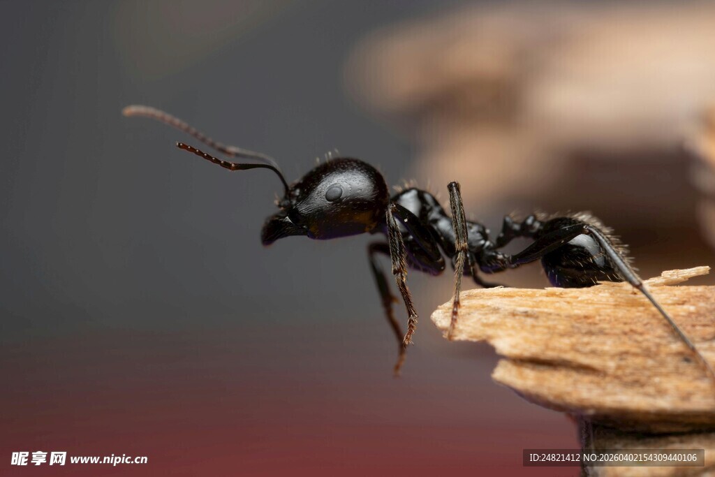 微距下的黑色蚂蚁
