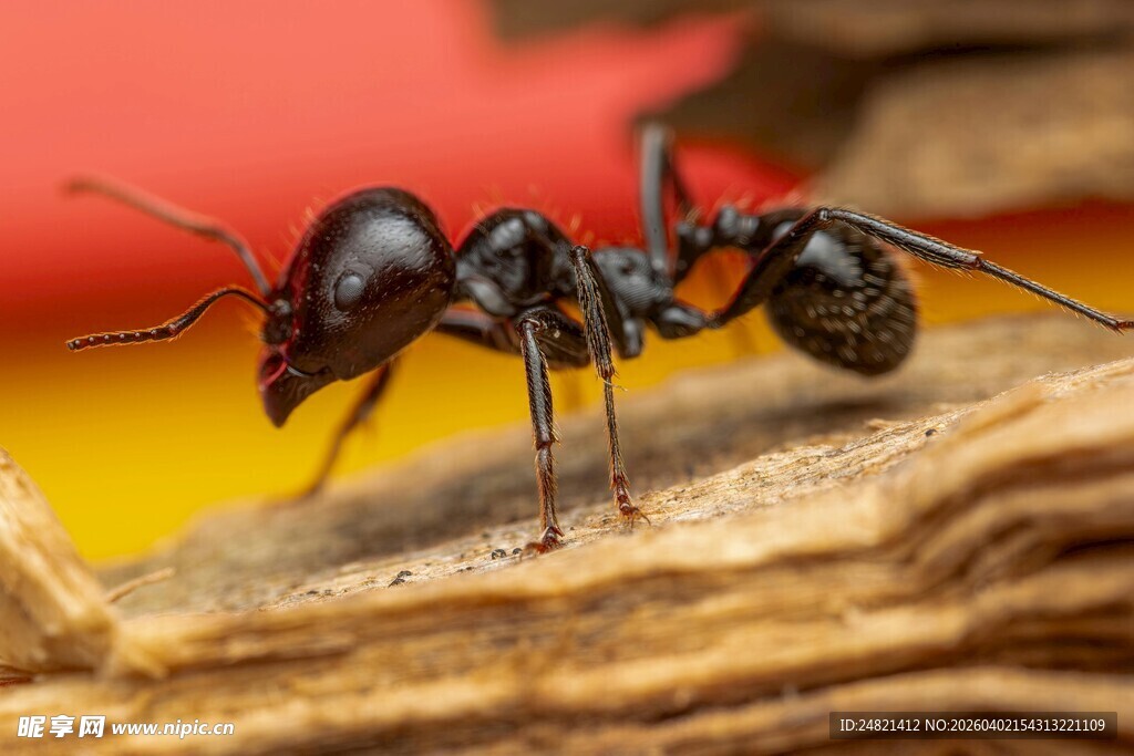 微距下的黑色蚂蚁