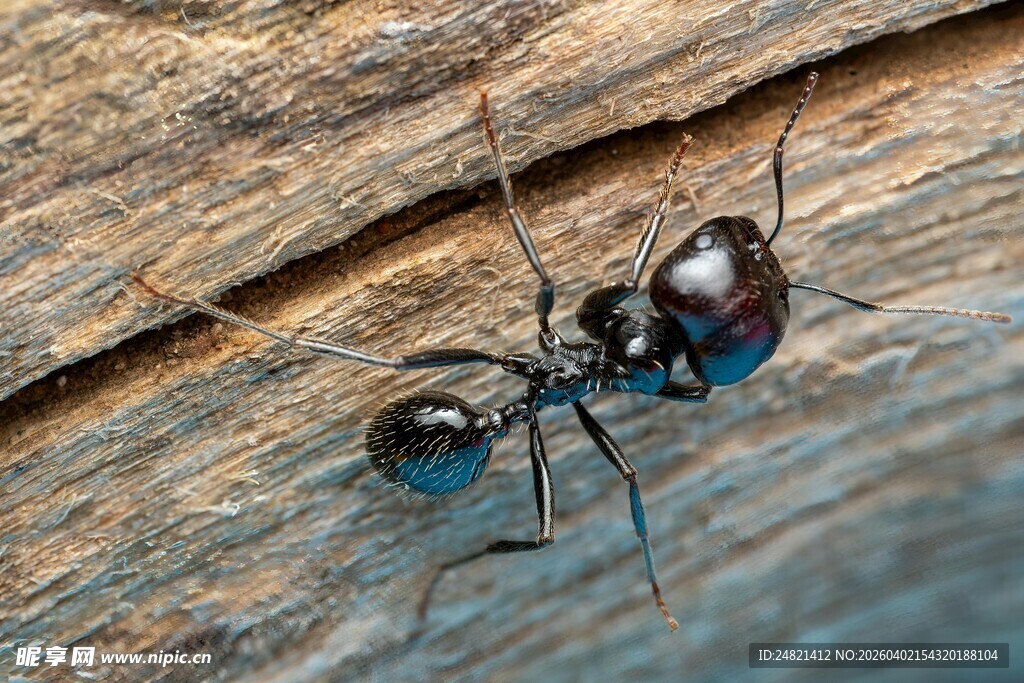 蓝色蚂蚁在木头上