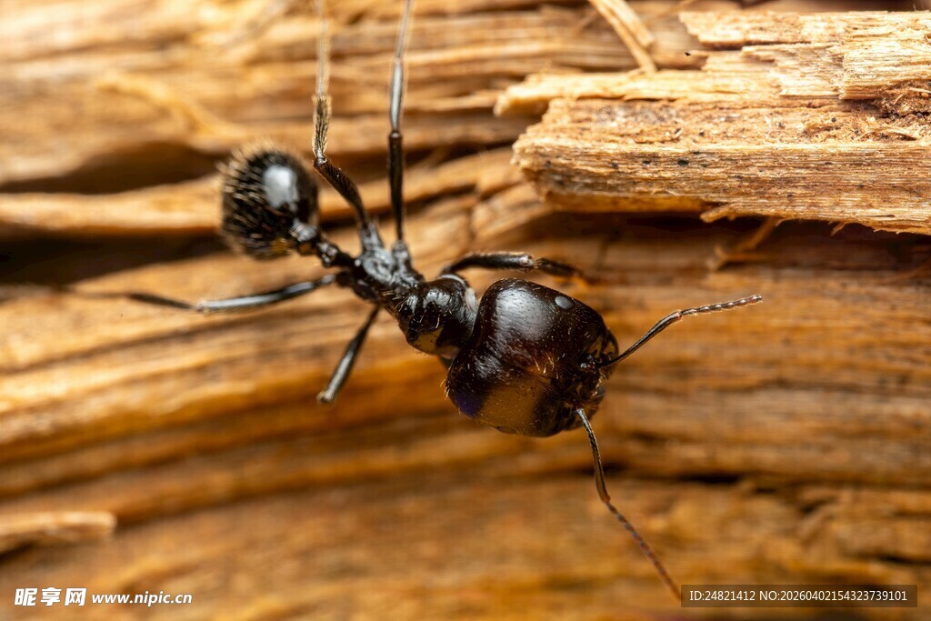 木头上的黑色蚂蚁