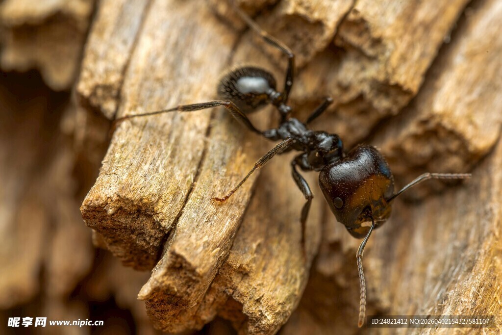 木头上的黑色蚂蚁
