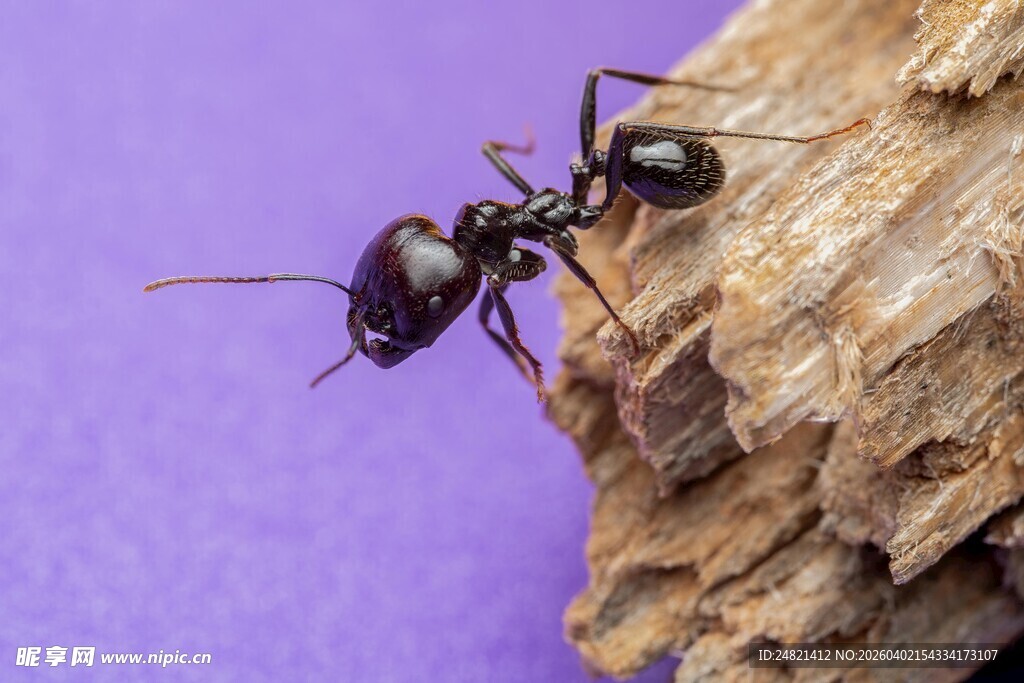 黑色蚂蚁攀附于木头上