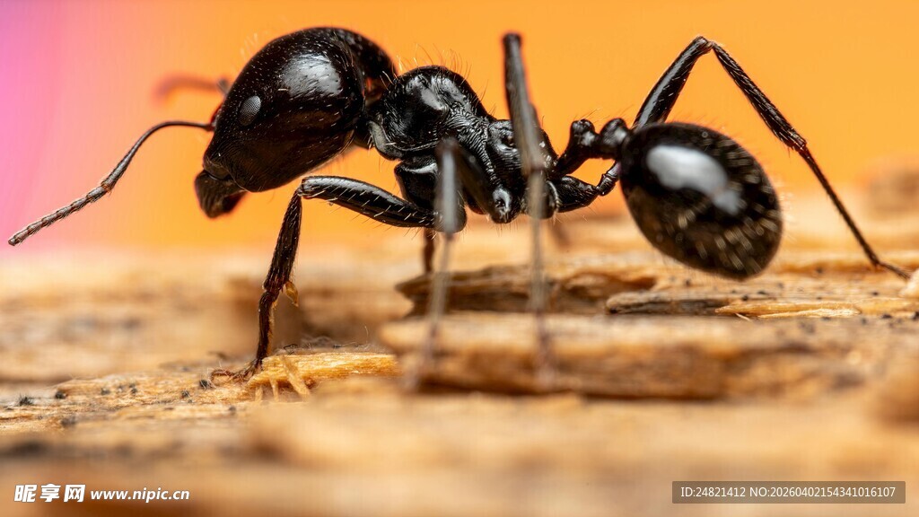 黑蚂蚁特写