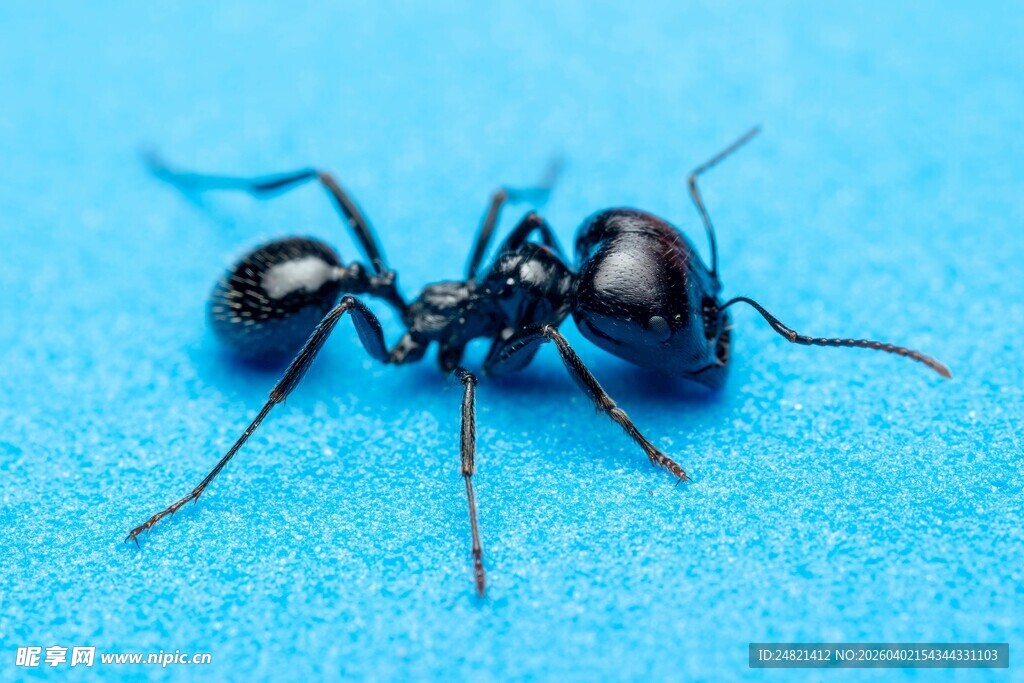 蓝色背景上的黑色蚂蚁