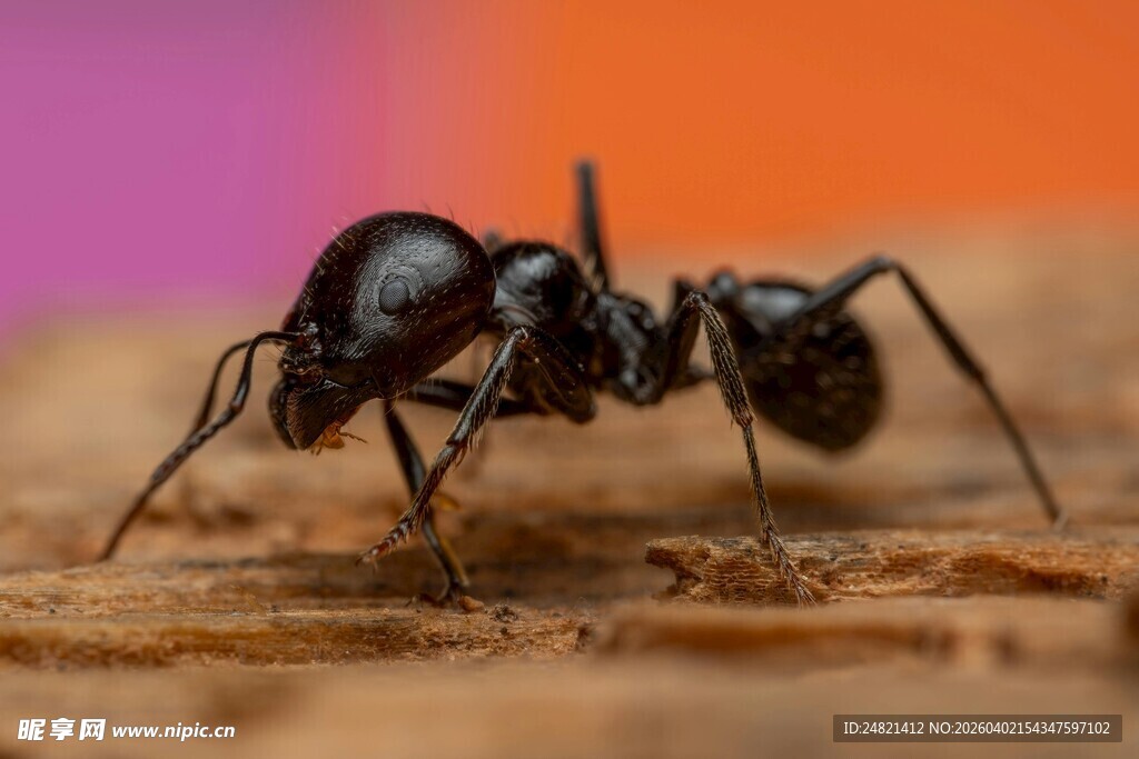 微距下的黑色蚂蚁