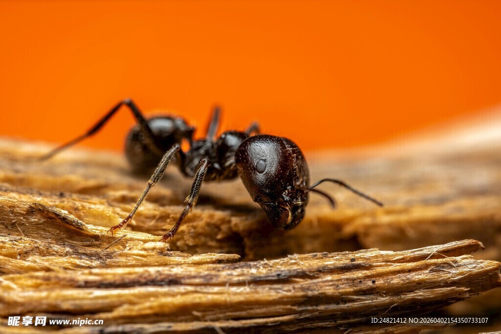 木上蚂蚁特写