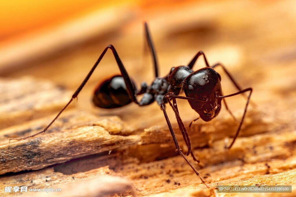 微距下的黑色蚂蚁