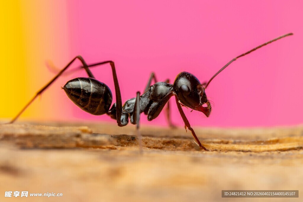 黑色蚂蚁特写