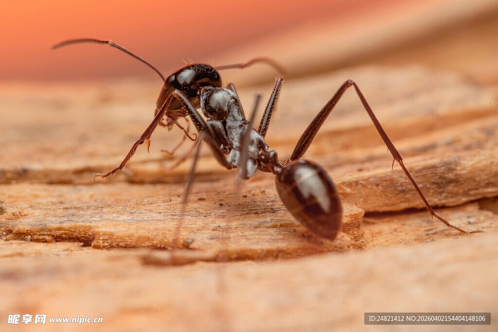 微距下的黑色蚂蚁特写