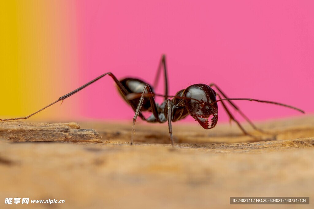 蚂蚁特写