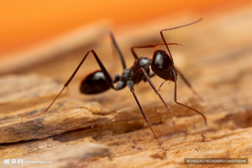 黑蚂蚁在木头上的特写
