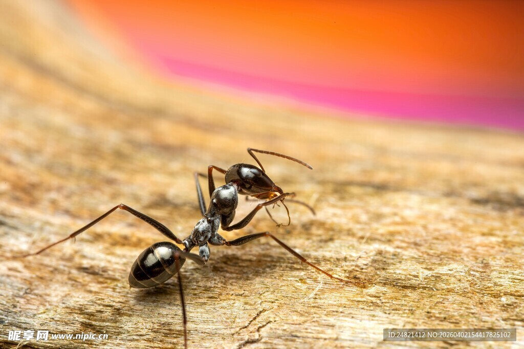 黑蚂蚁在木头上互动