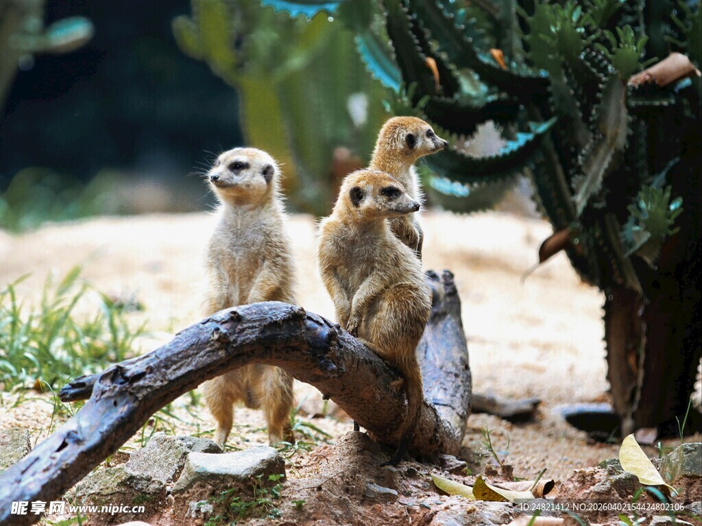 三只狐獴站立在木枝旁