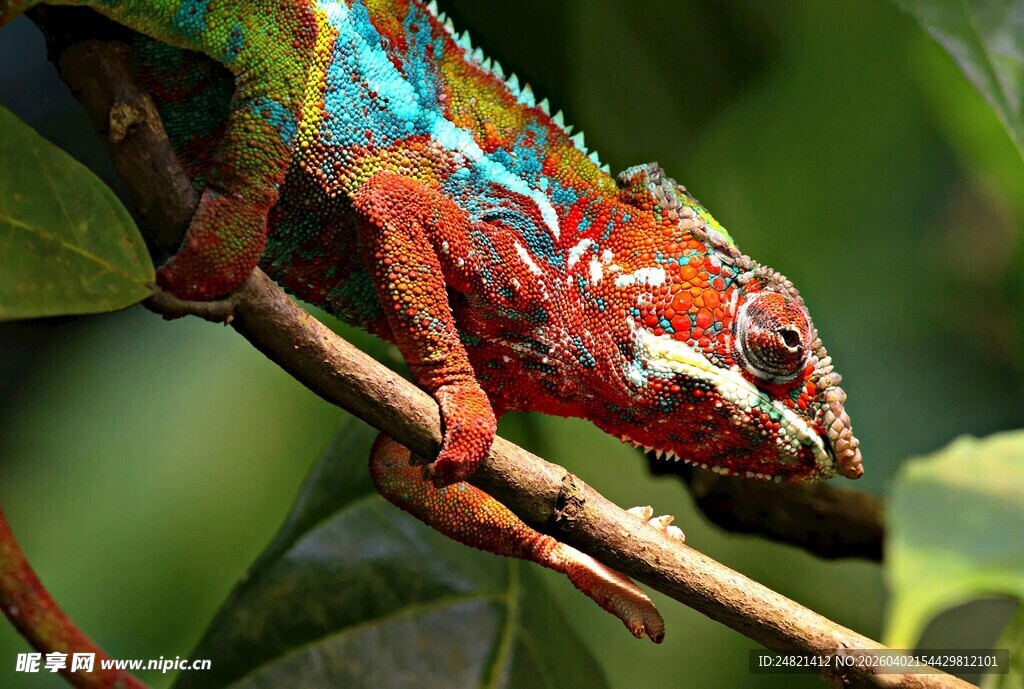 多彩变色龙栖息于枝头